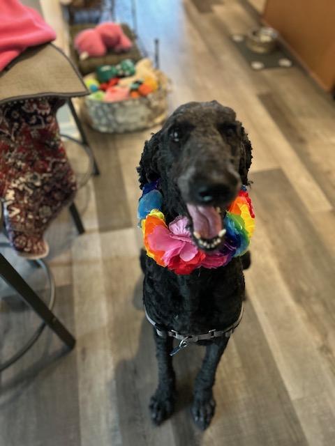 Boudreaux, ADOPTABLE, Adult Male Standard Poodle.