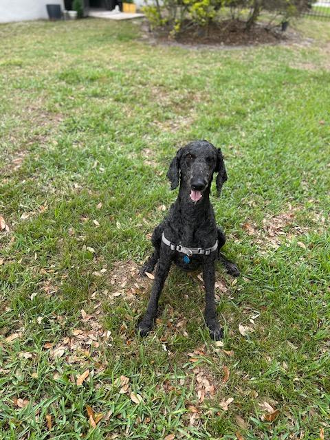 Enlarge Boudreaux, a ADOPTABLE Standard Poodle in Maitland, FL image 3/5