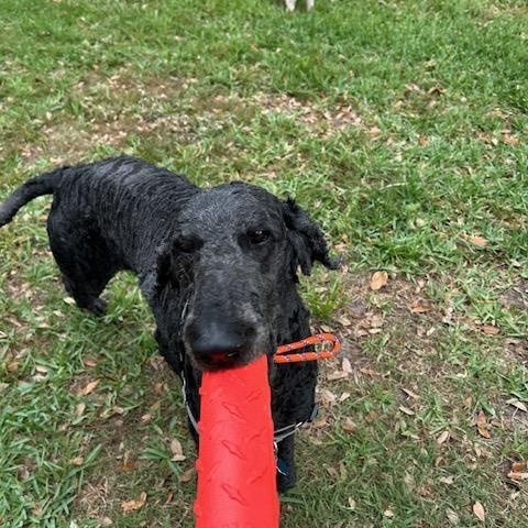 Enlarge Boudreaux, a ADOPTABLE Standard Poodle in Maitland, FL image 2/5