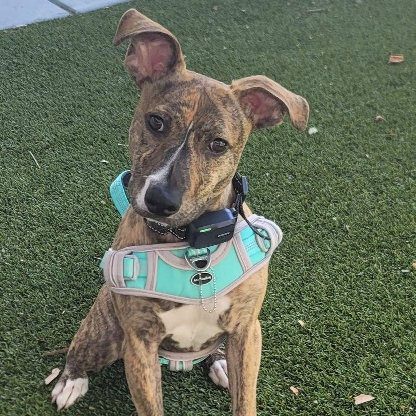 Radar *PARTIALLY BLIND* Abuse case, a Adoptable mixed breed in Concord, CA image 5/5