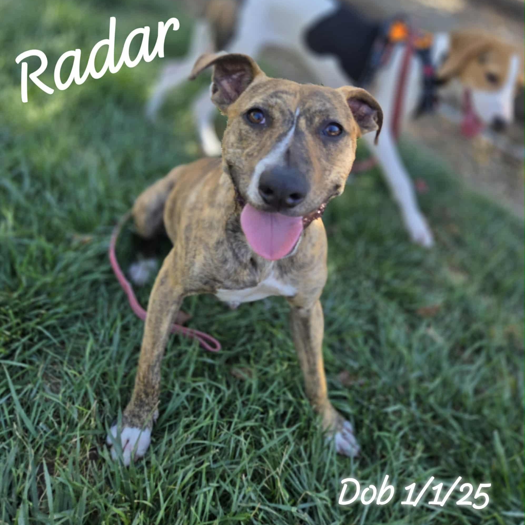 Radar *PARTIALLY BLIND* Abuse case, a Adoptable mixed breed in Concord, CA image 2/5