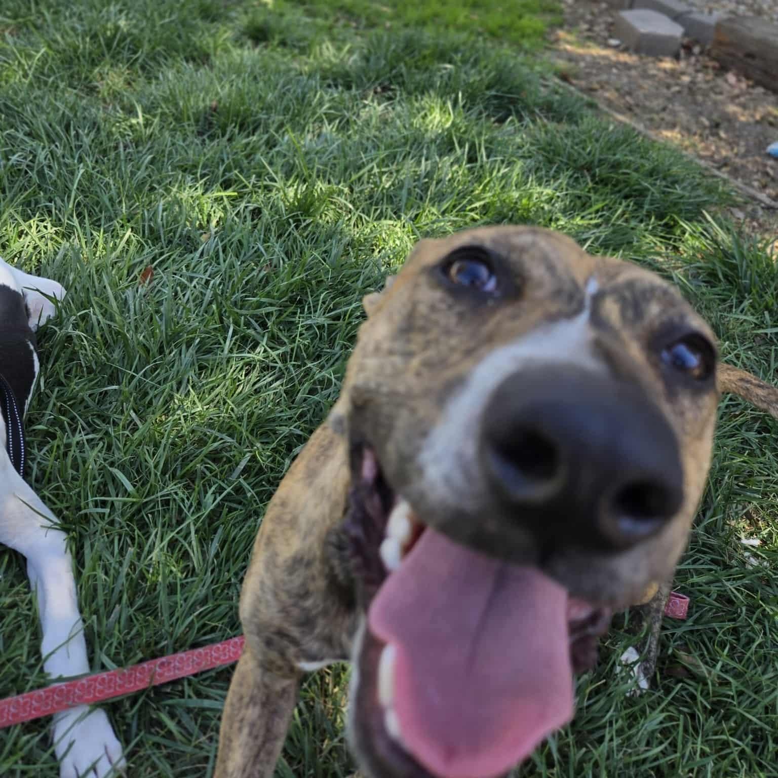 Radar *PARTIALLY BLIND* Abuse case, a Adoptable mixed breed in Concord, CA image 4/5