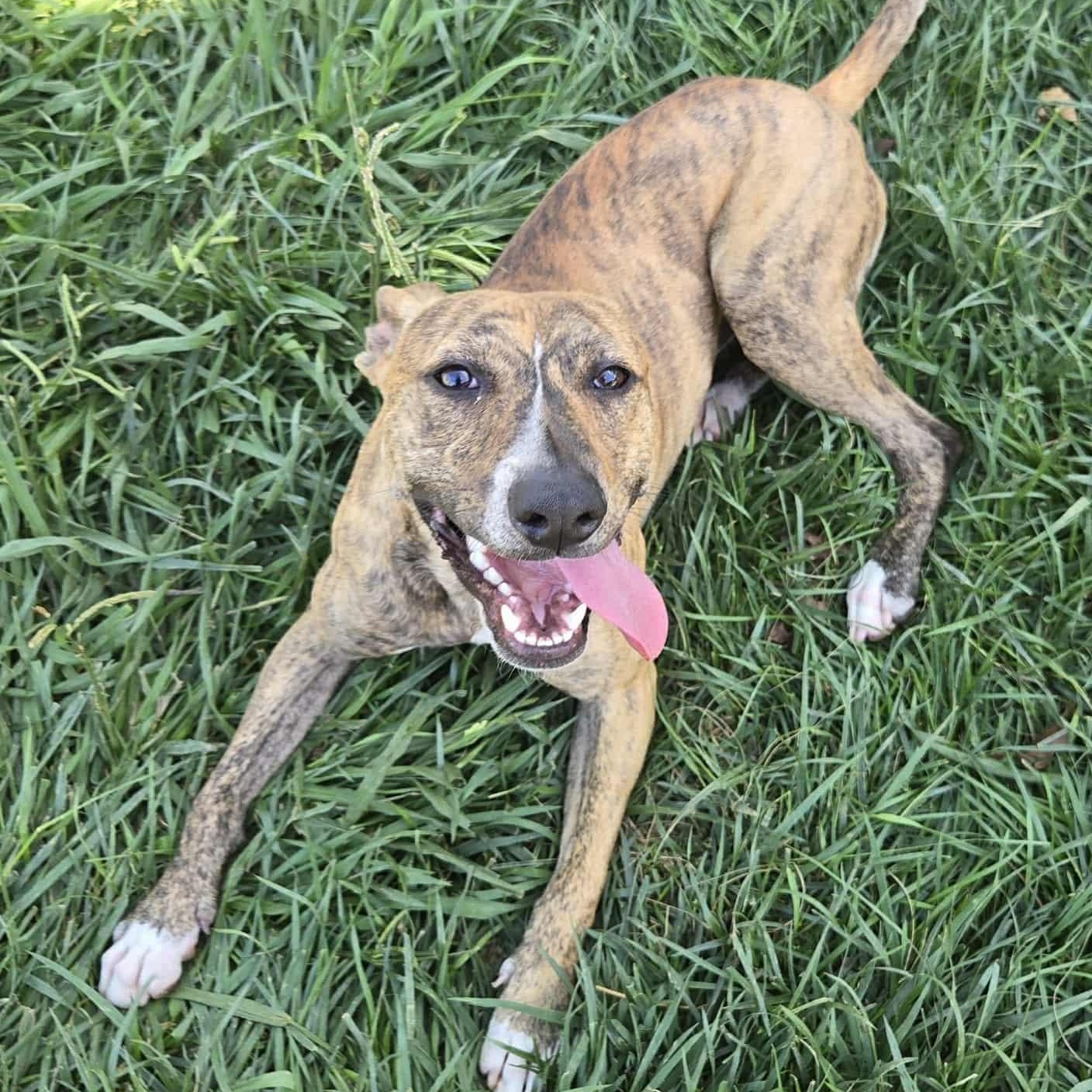 Radar *PARTIALLY BLIND* Abuse case, Adoptable, Young Male Plott Hound & Pit Bull Terrier.