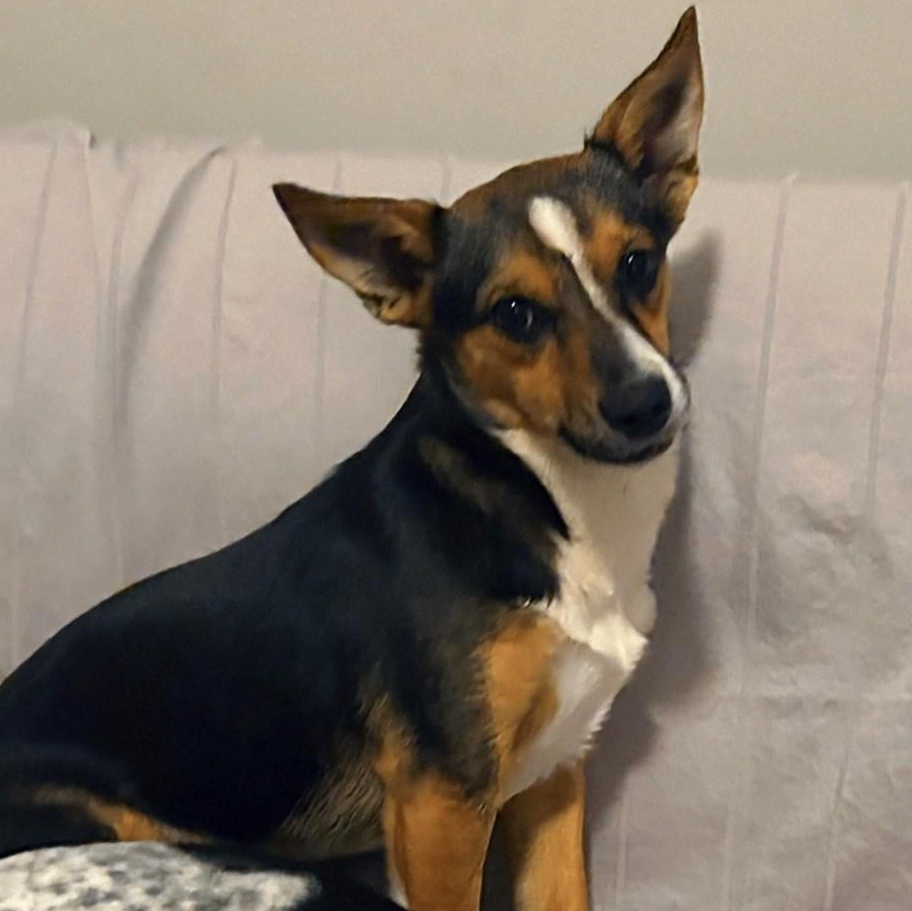 Darla, a Adoptable mixed breed in Spring hill, TN image 2/6