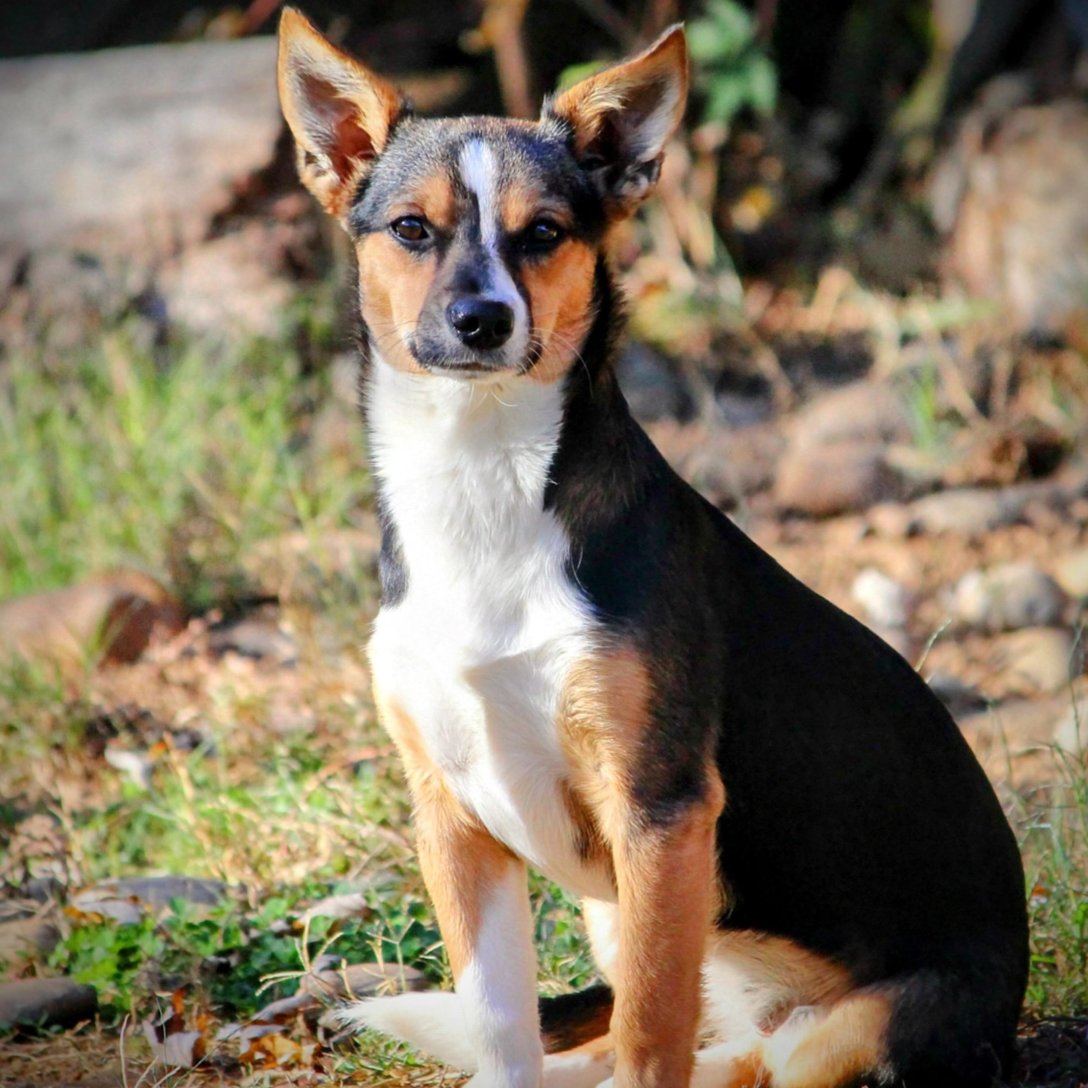 Darla, Adoptable, Puppy Female Chihuahua & Mixed Breed.