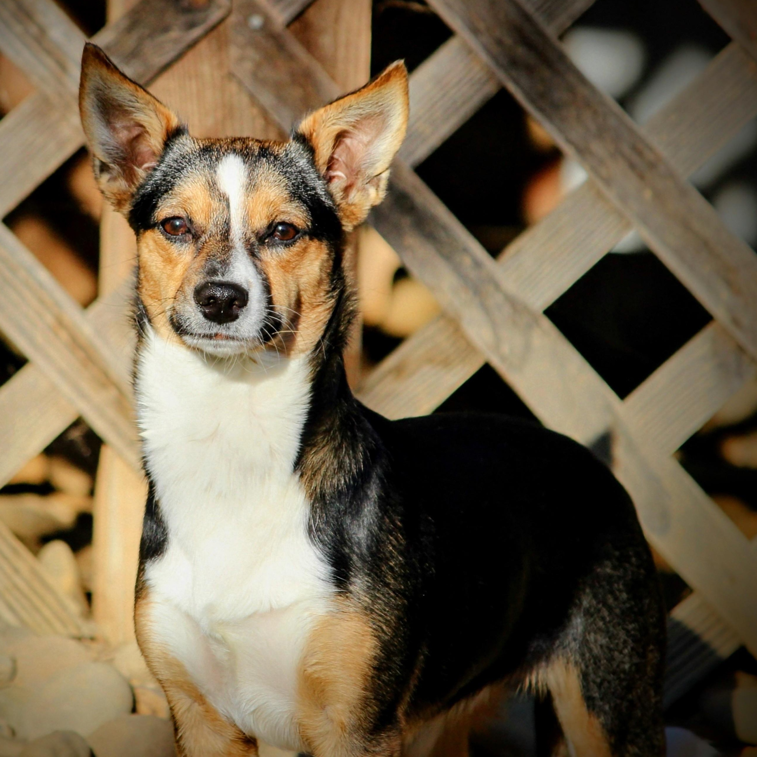 Darla, a Adoptable mixed breed in Spring hill, TN image 3/6