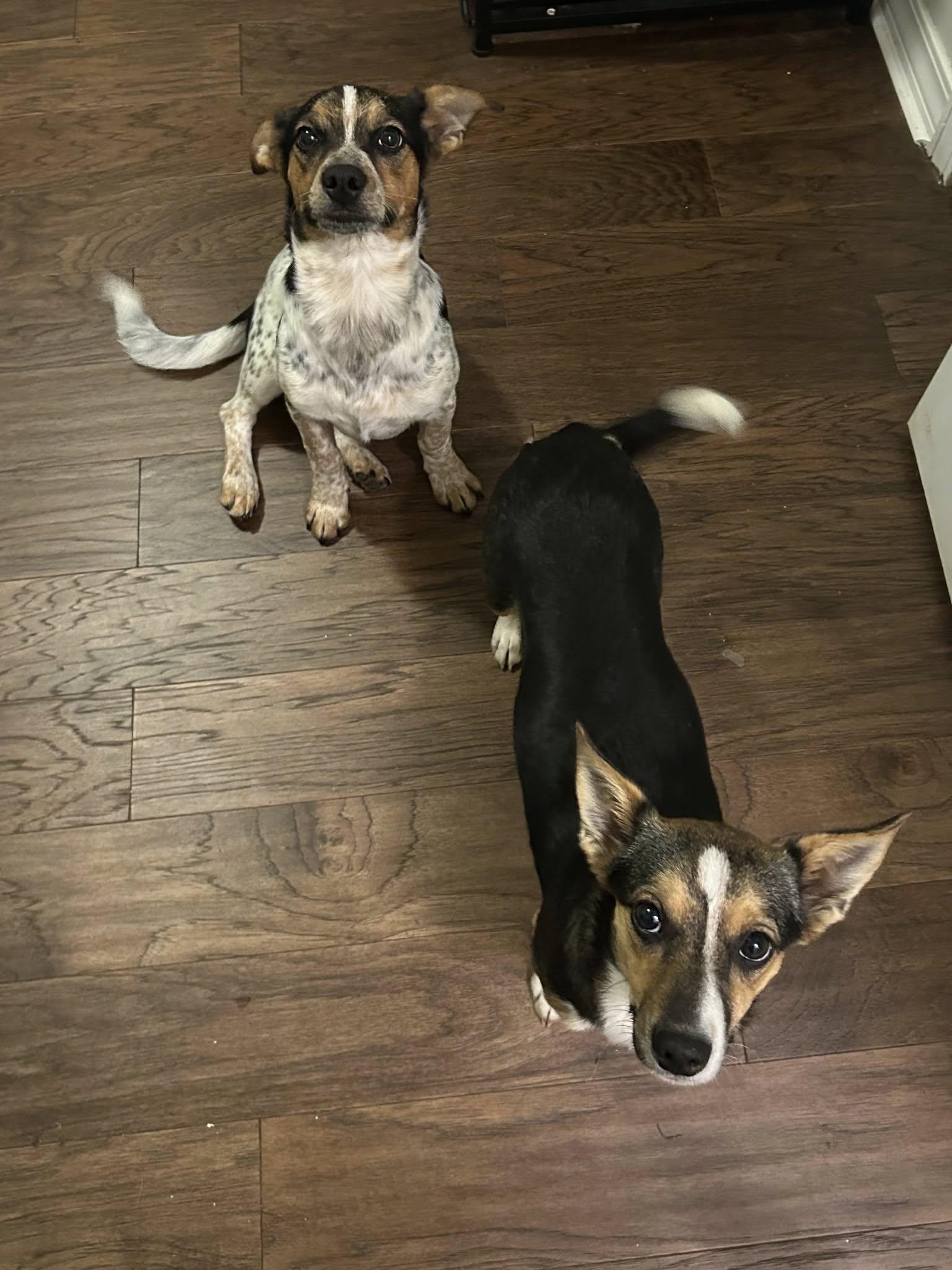 Darla, a Adoptable mixed breed in Spring hill, TN image 5/6