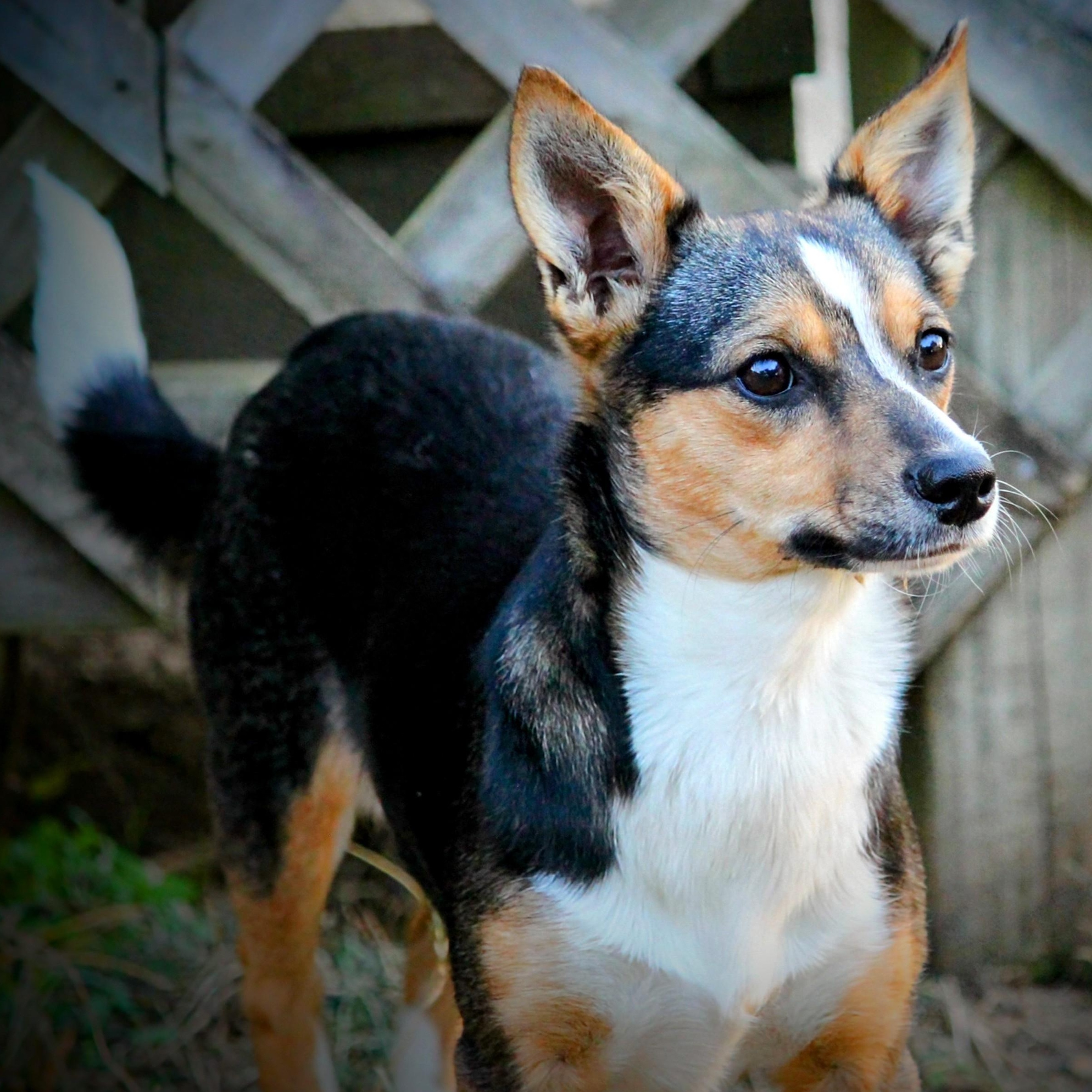 Darla, a Adoptable mixed breed in Spring hill, TN image 4/6