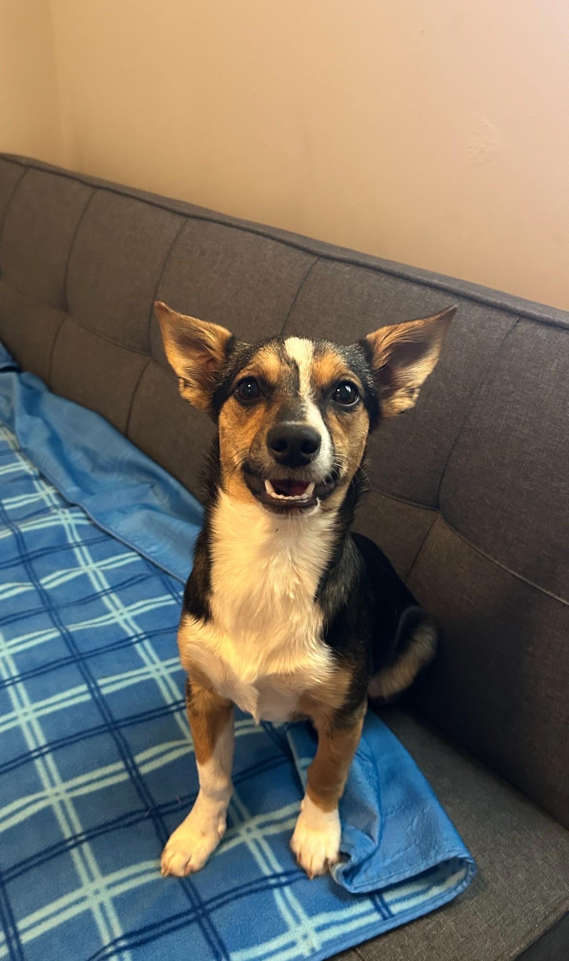 Darla, a Adoptable mixed breed in Spring hill, TN image 6/6