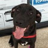 Vicky, a Adoptable mixed breed in Gun Barrel City, TX image 1/3