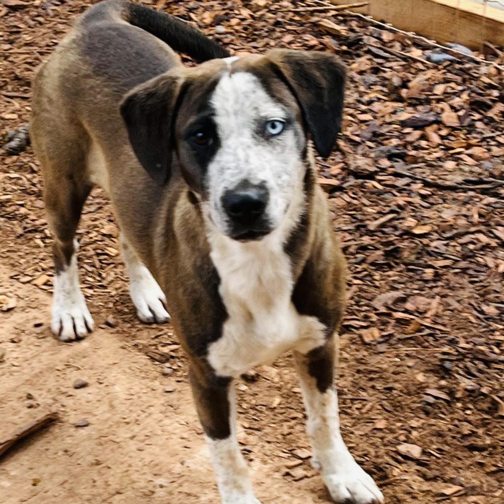 Dolly, a Adoptable Mixed Breed in Peachtree City, GA image 1/2
