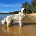 Honey, a Adopted mixed breed in Matthews, NC image 1/4