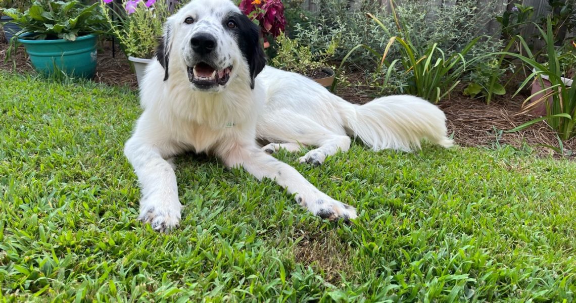 Honey, a Adopted mixed breed in Matthews, NC image 2/4