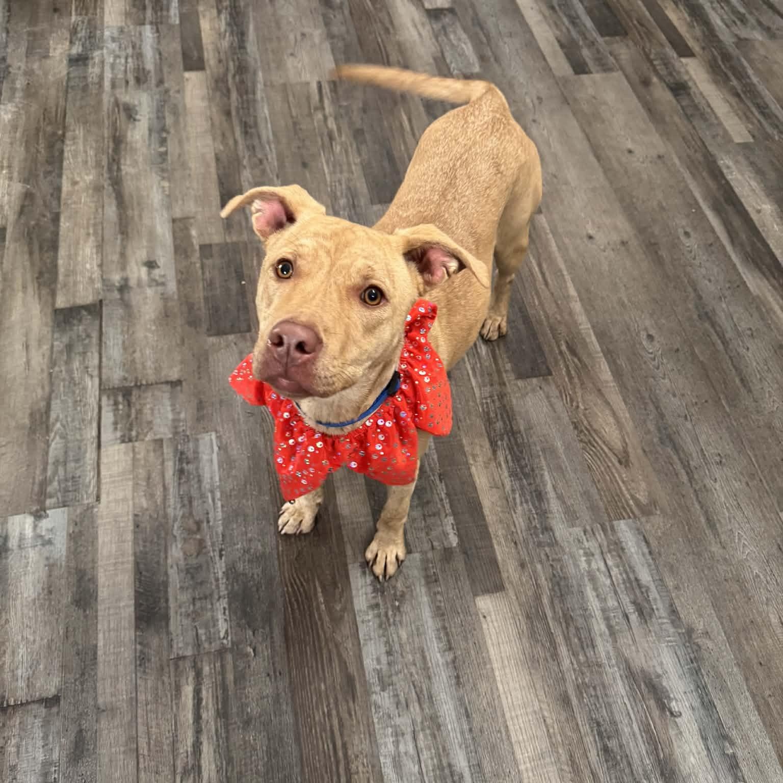 Enlarge Sandy, a ADOPTABLE mixed breed in Sequatchie, TN image 1/5