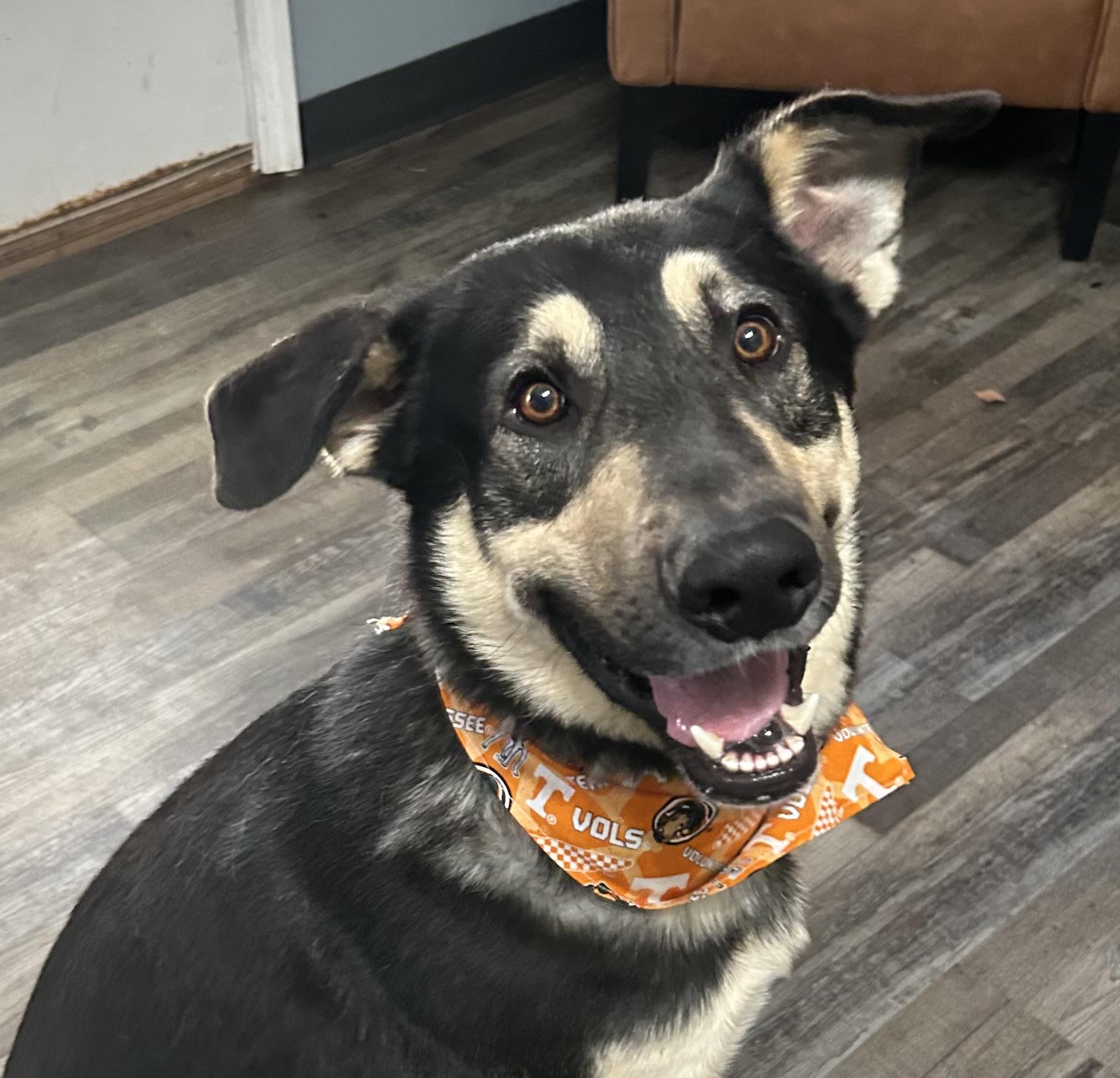 Bohdi, a ADOPTABLE mixed breed in Sequatchie, TN image 4/5