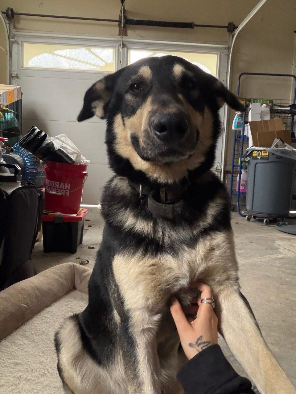 Bohdi, a ADOPTABLE mixed breed in Sequatchie, TN image 2/5