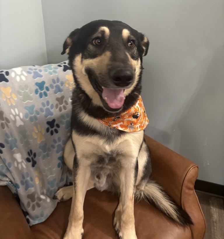 Bohdi, a ADOPTABLE mixed breed in Sequatchie, TN image 1/5