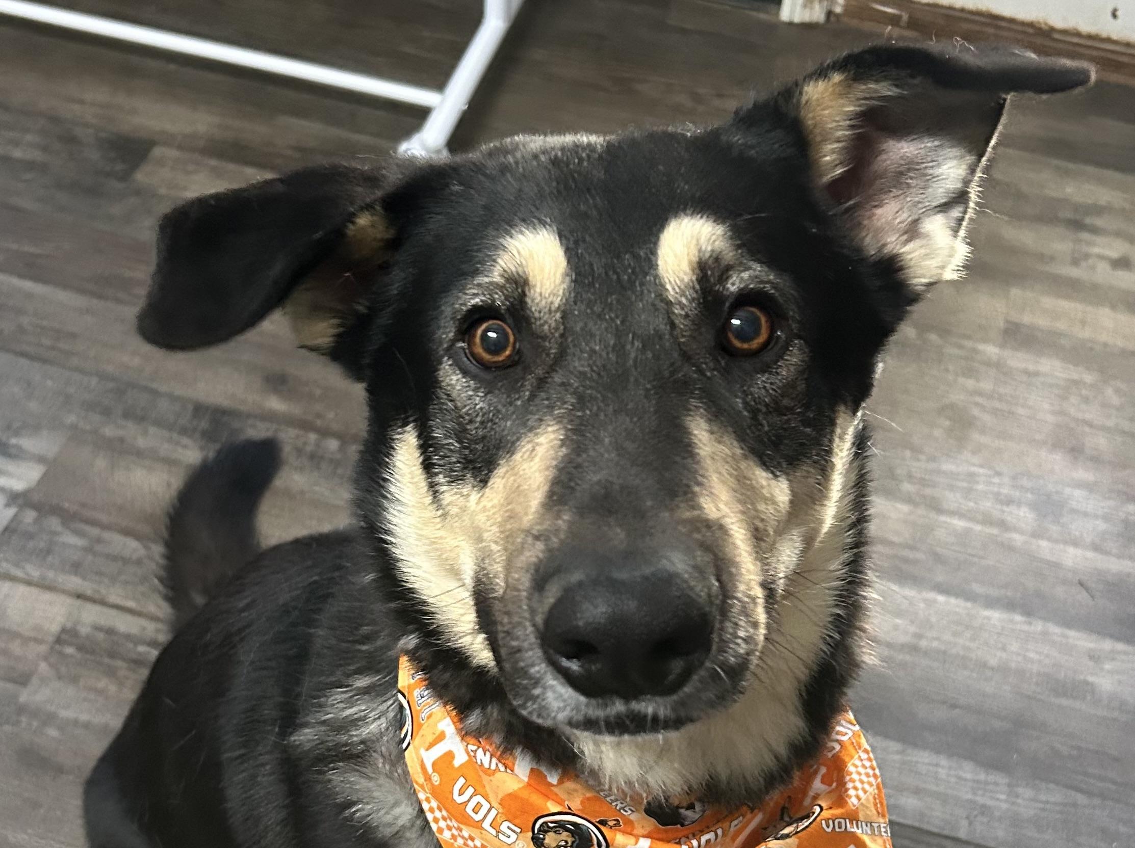 Bohdi, a ADOPTABLE mixed breed in Sequatchie, TN image 3/5