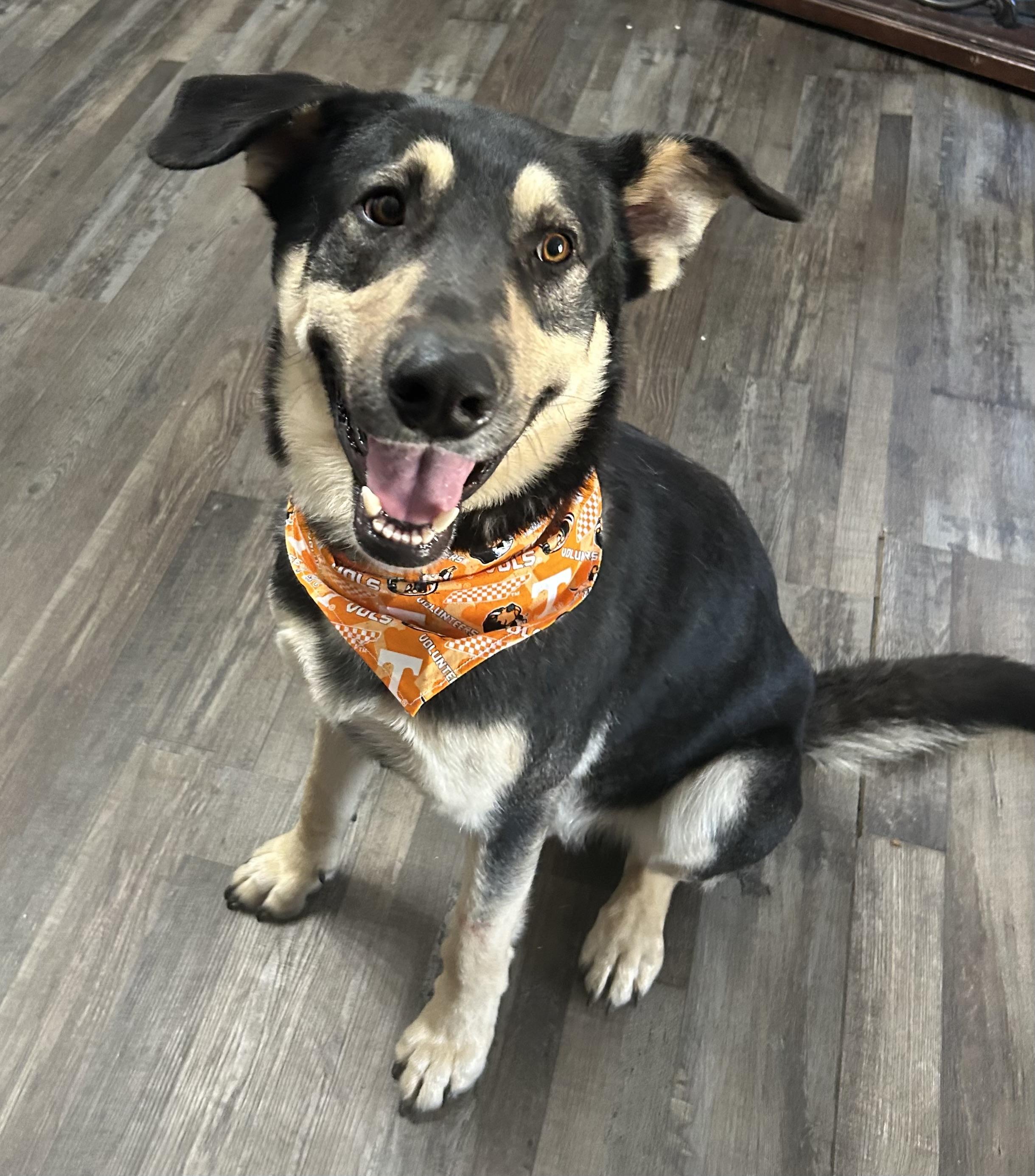 Bohdi, a ADOPTABLE mixed breed in Sequatchie, TN image 5/5