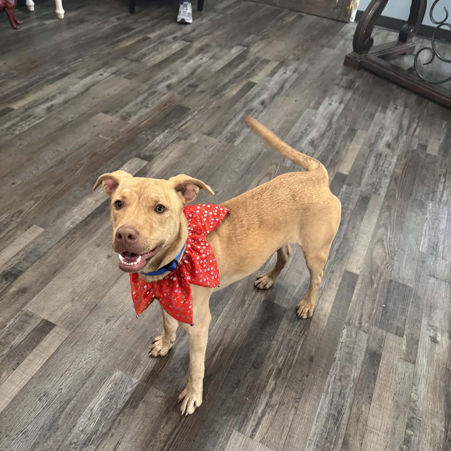 Enlarge Sandy, a ADOPTABLE mixed breed in Sequatchie, TN image 2/5