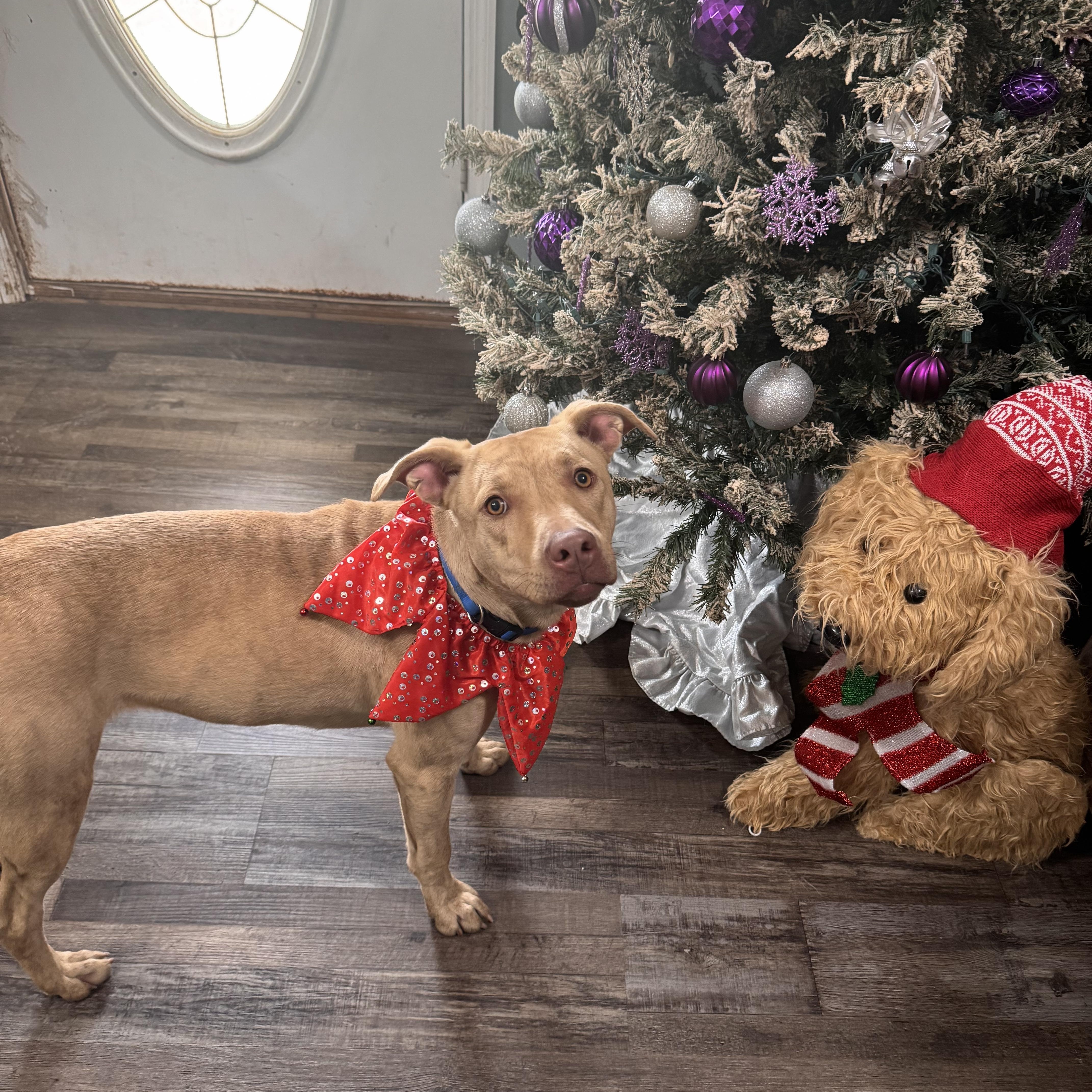 Enlarge Sandy, a ADOPTABLE mixed breed in Sequatchie, TN image 3/5