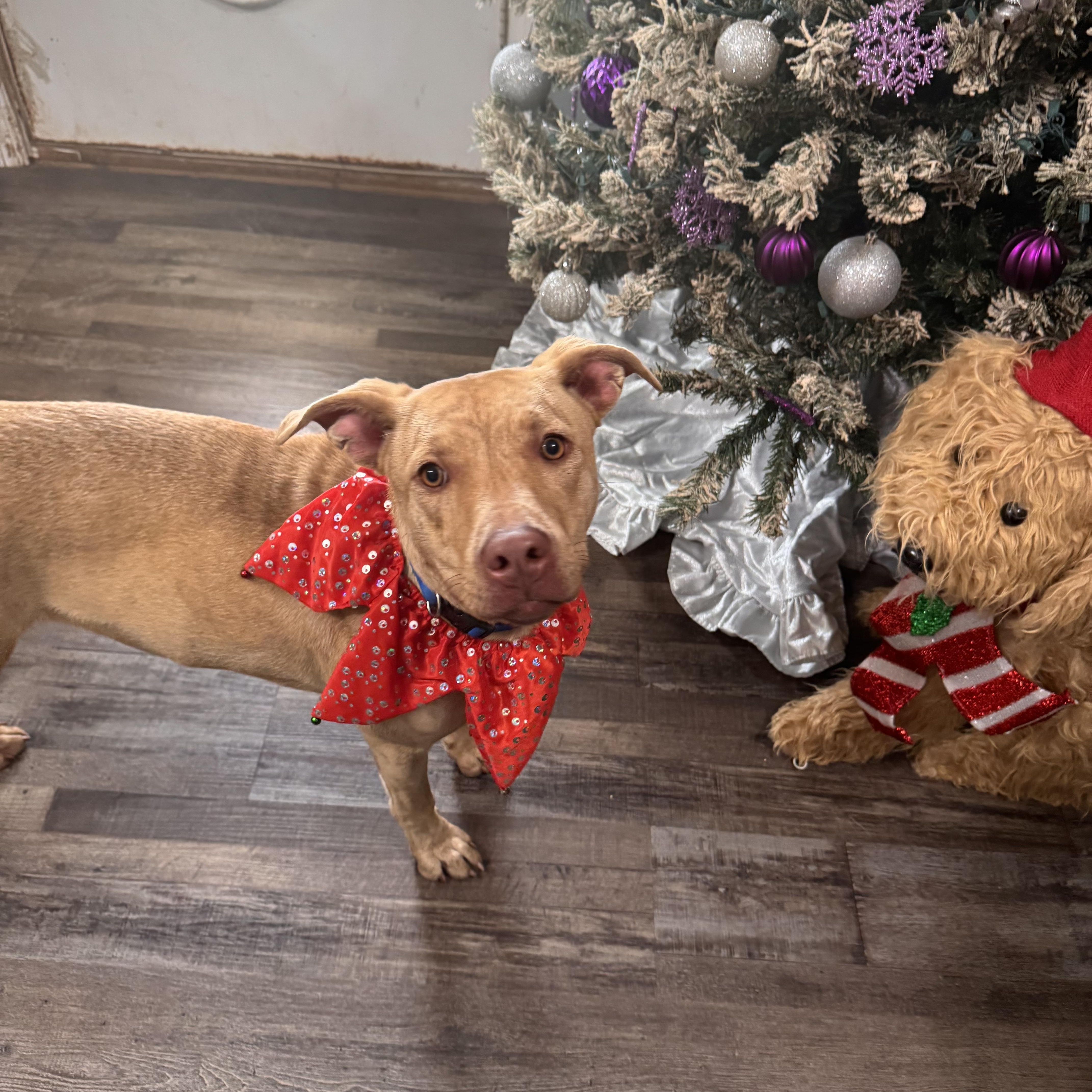 Enlarge Sandy, a ADOPTABLE mixed breed in Sequatchie, TN image 4/5