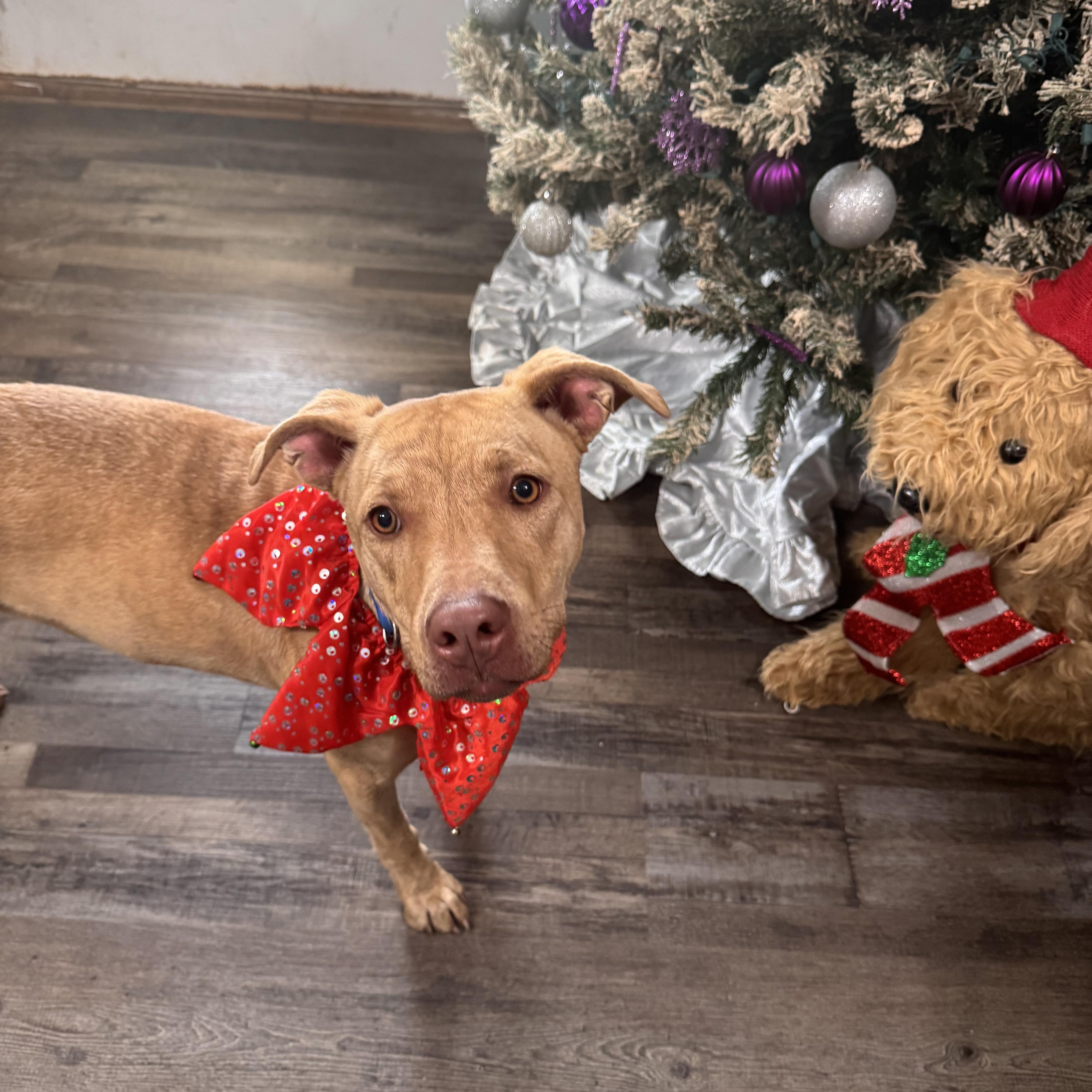Enlarge Sandy, a ADOPTABLE mixed breed in Sequatchie, TN image 5/5