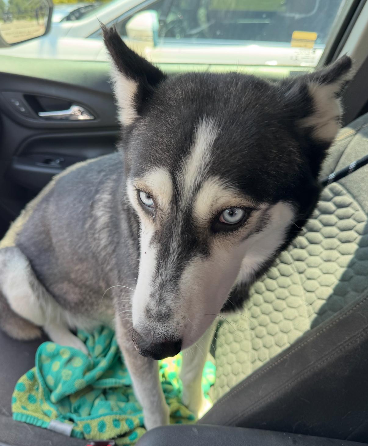 Bluebell, a Adoptable Siberian Husky in Lancaster , NY image 2/4