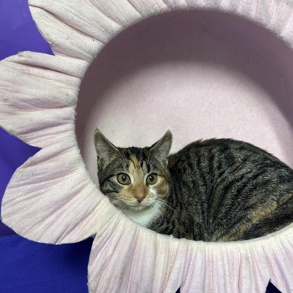 Enlarge Ismay, a Adoptable Domestic Short Hair in North Myrtle Beach, SC image 1/1