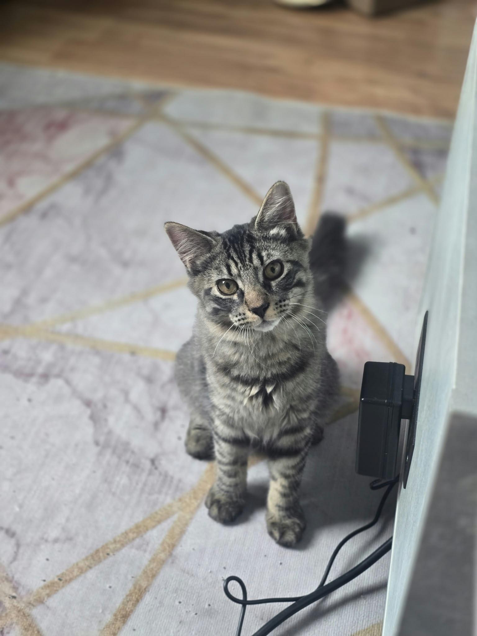 Marsik, ADOPTABLE, Kitten Male American Shorthair.