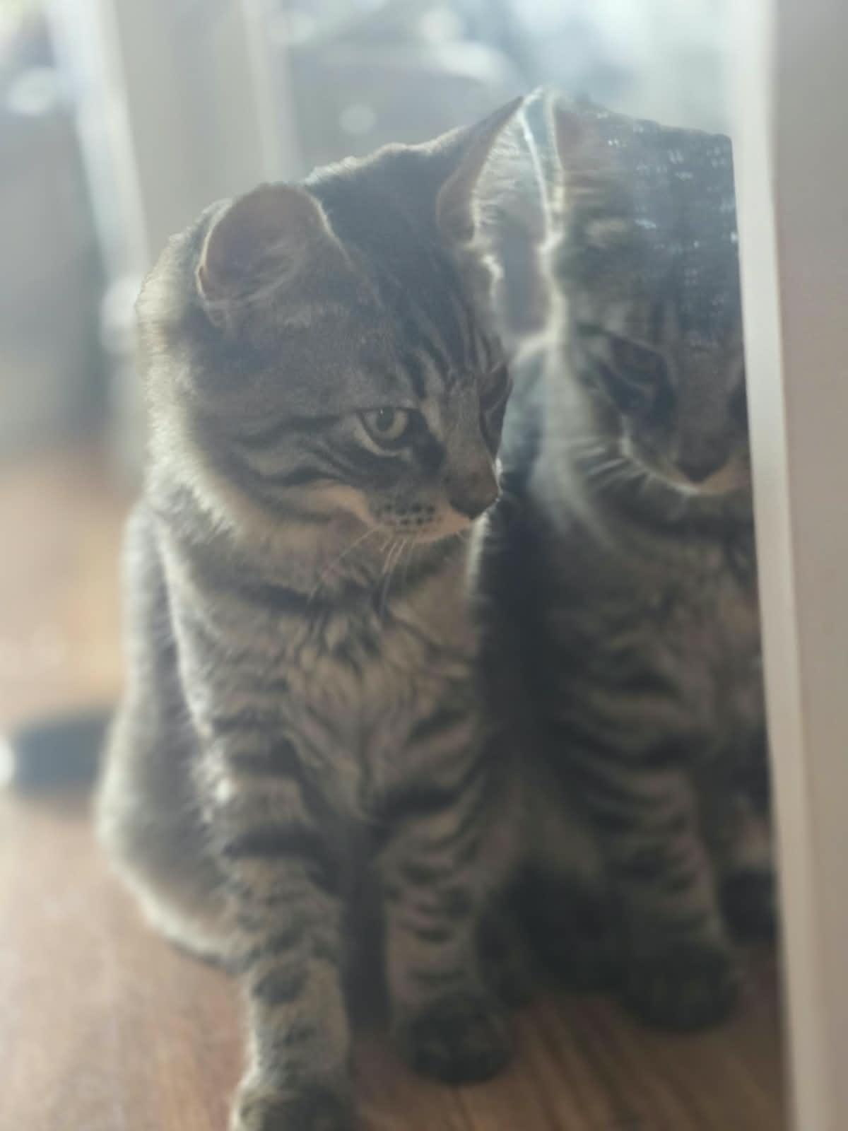 Enlarge Marsik, a ADOPTABLE American Shorthair in Brooklyn, NY image 2/4