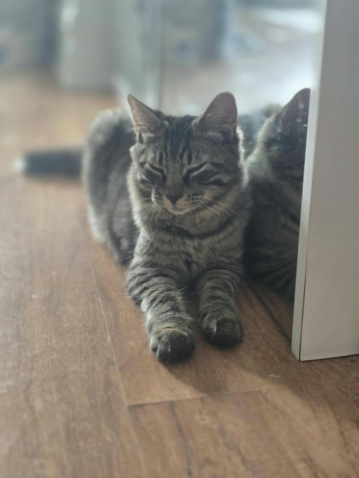 Enlarge Marsik, a ADOPTABLE American Shorthair in Brooklyn, NY image 3/4
