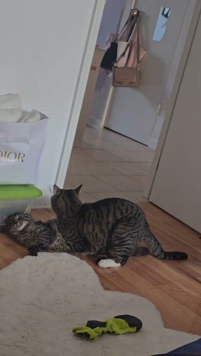 Enlarge Marsik, a ADOPTABLE American Shorthair in Brooklyn, NY video 4/4