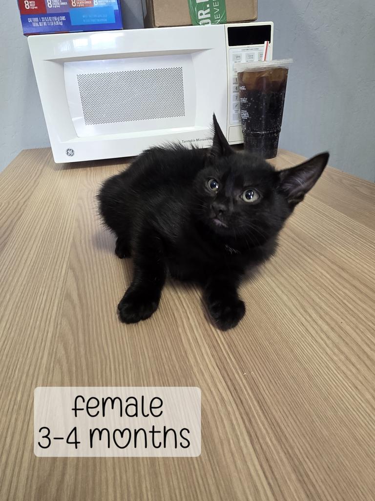 Enlarge Georgia, a Adoptable Domestic Medium Hair in Holbrook, AZ image 1/1