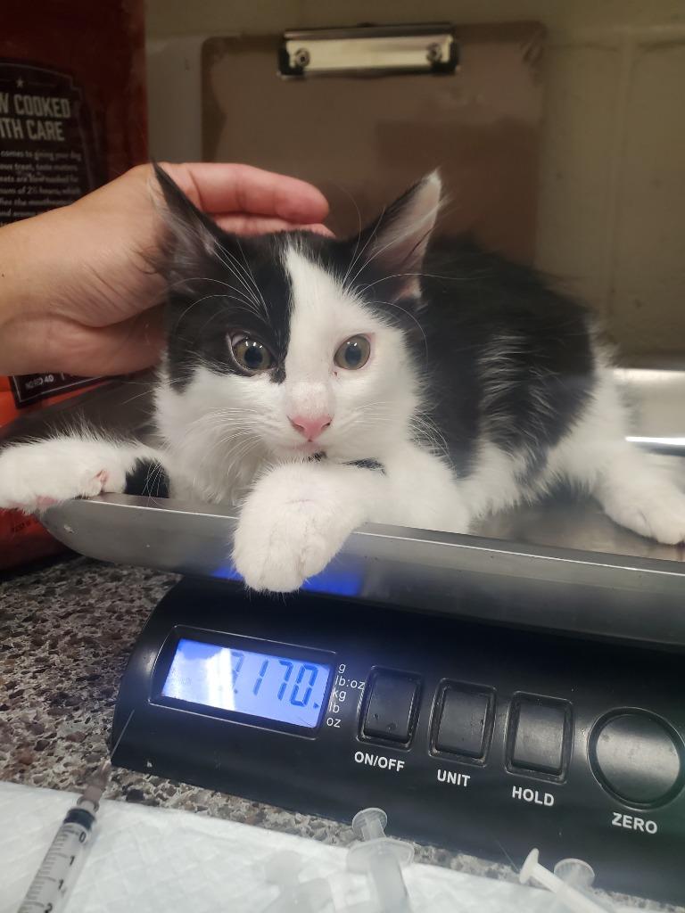2026-05-211 *Dime*, Adopted, Kitten Male Domestic Medium Hair.