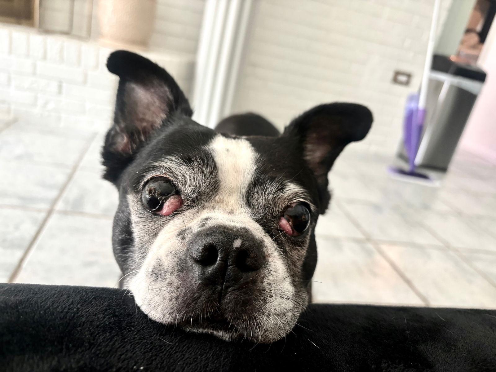 Raleigh (Forever Foster), Adoptable, Young Male Boston Terrier.
