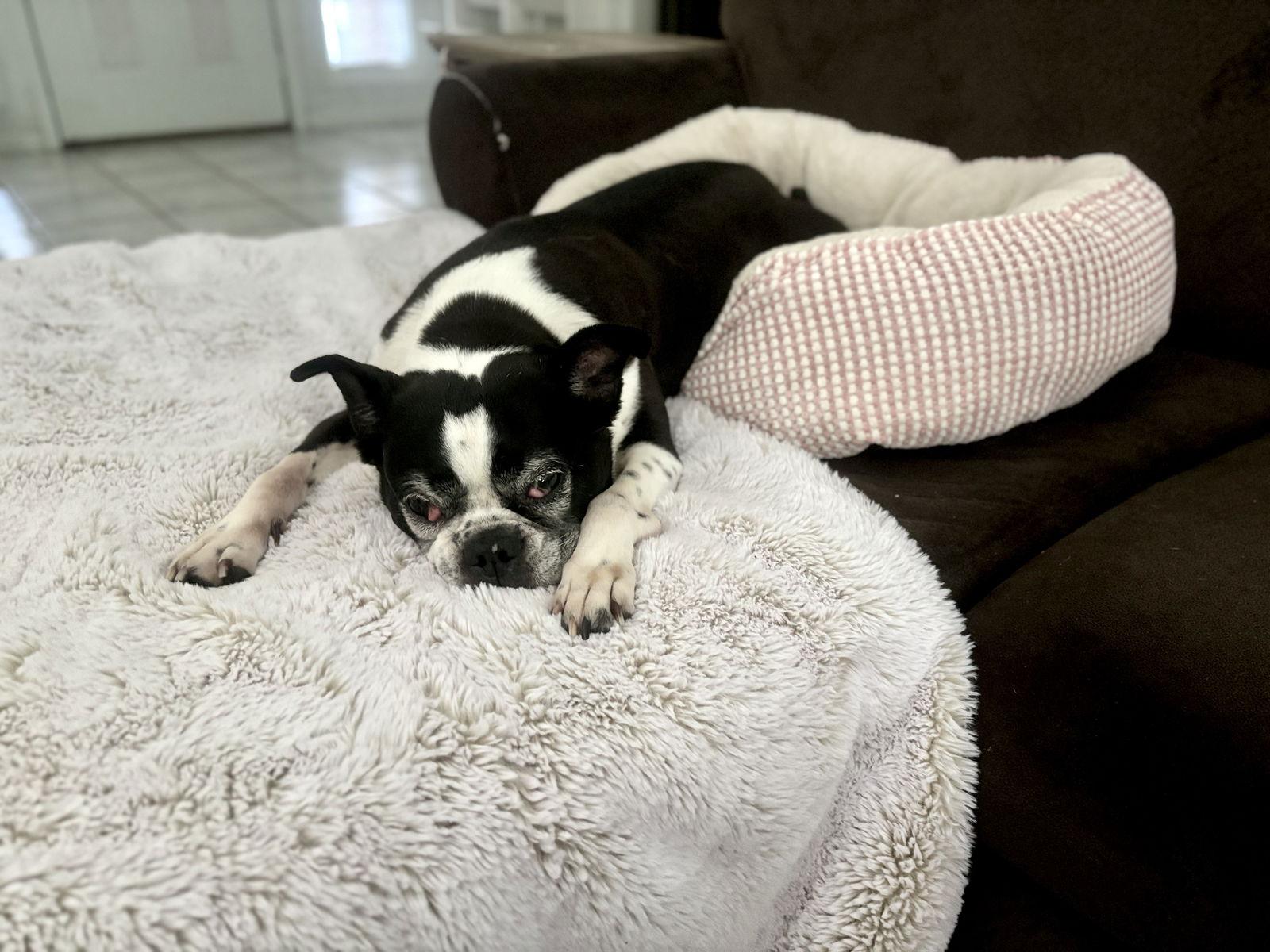 Raleigh (Forever Foster), a Adoptable Boston Terrier in Gainesville, TX image 2/3
