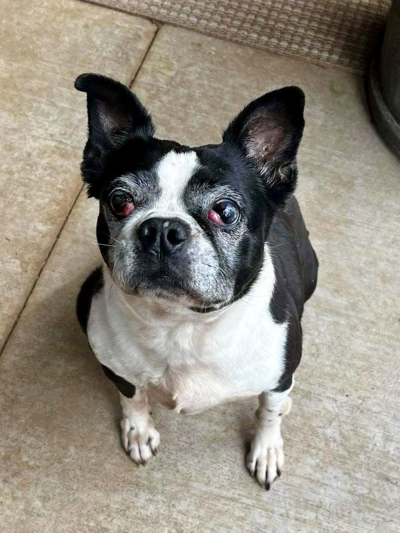 Raleigh (Forever Foster), a Adoptable Boston Terrier in Gainesville, TX image 3/3