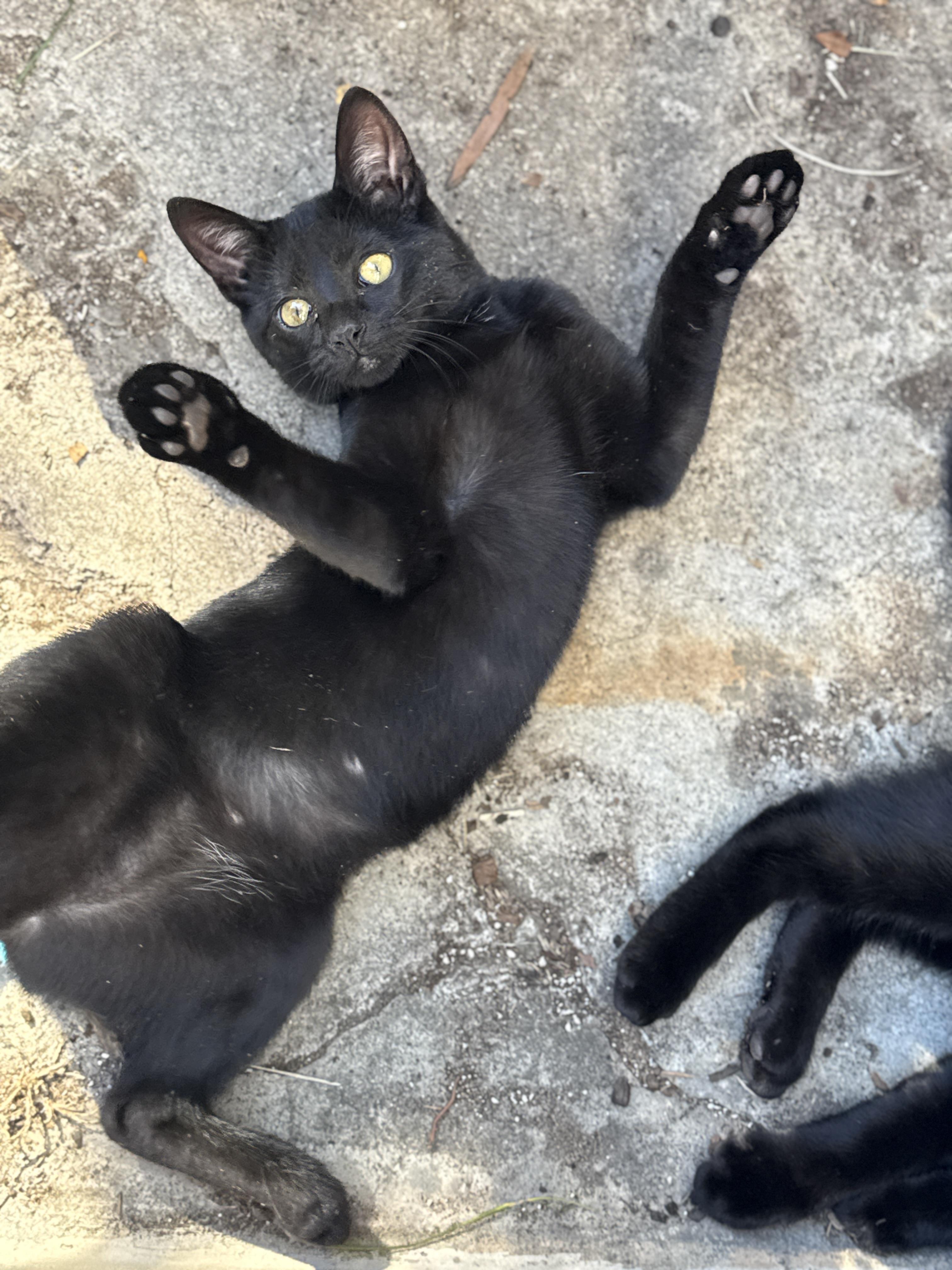 Violet, ADOPTABLE, Young Female Domestic Short Hair.