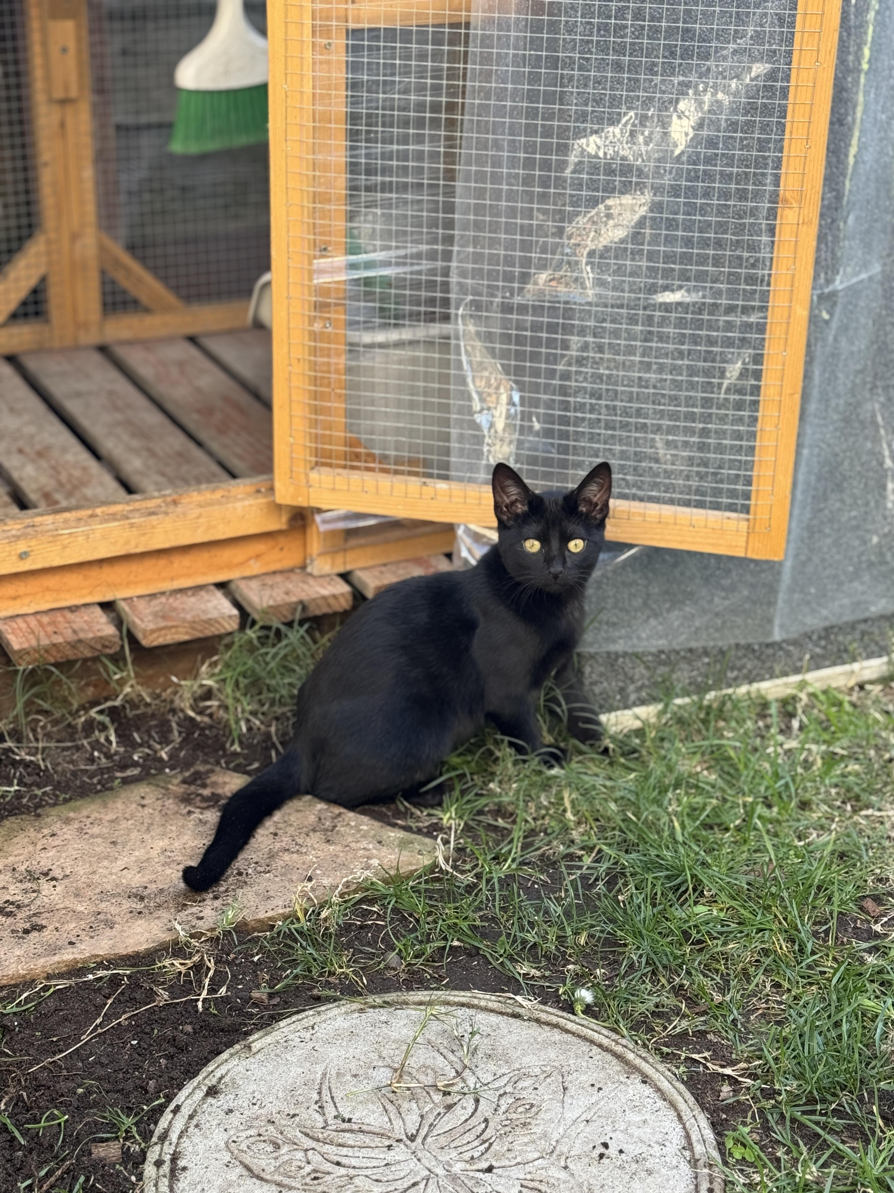 Enlarge Violet, a ADOPTABLE Domestic Short Hair in Oceanside, CA image 2/2