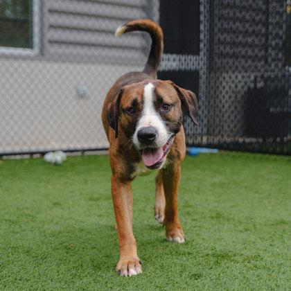 Coltrane, Adoptable, Adult Male Mixed Breed & Mixed Breed.