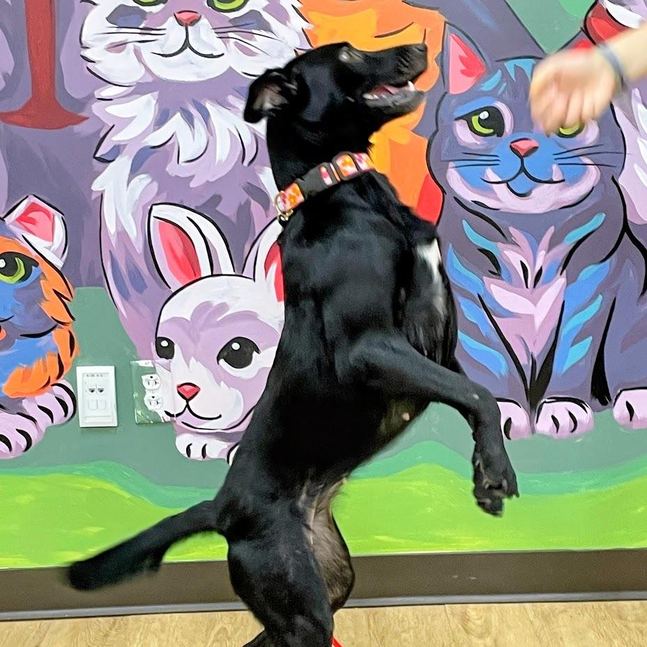 Enlarge Luna, a Adoptable mixed breed in Verona, VA image 1/6