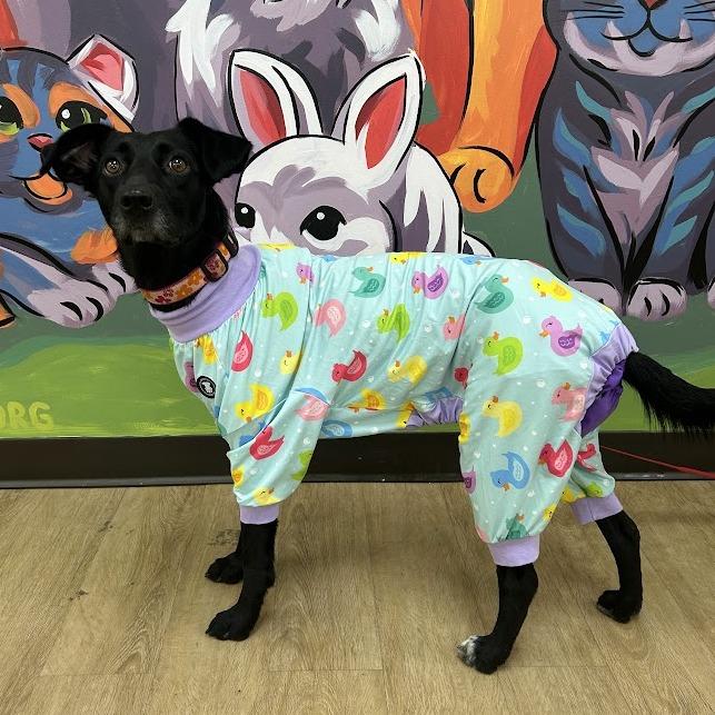 Enlarge Luna, a Adoptable mixed breed in Verona, VA image 2/6