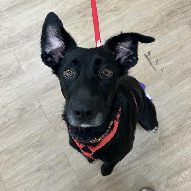 Enlarge Luna, a Adoptable mixed breed in Verona, VA image 3/6
