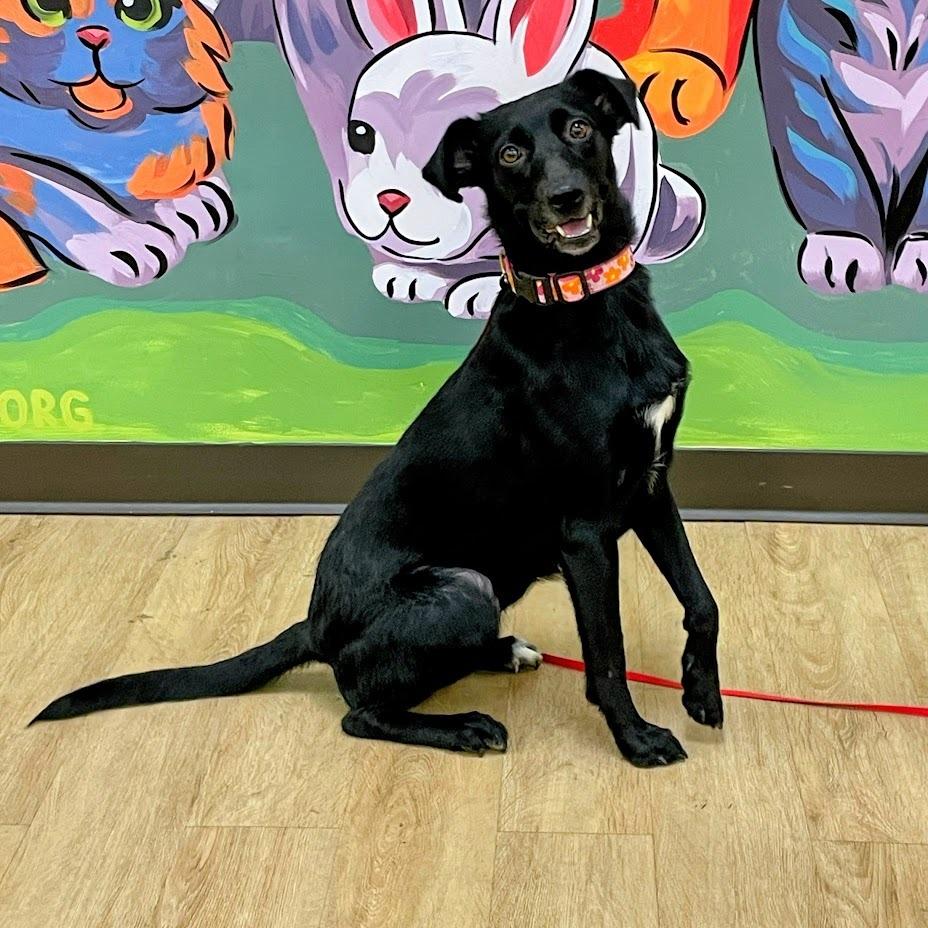 Enlarge Luna, a Adoptable mixed breed in Verona, VA image 4/6
