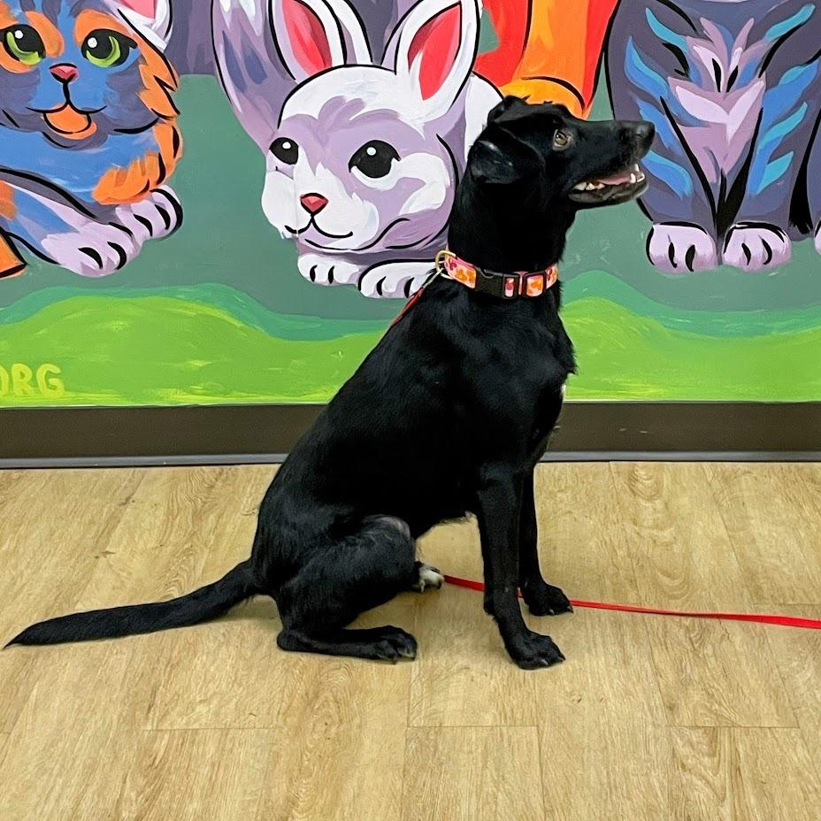 Enlarge Luna, a Adoptable mixed breed in Verona, VA image 5/6