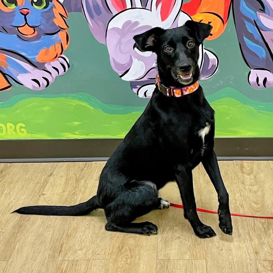Enlarge Luna, a Adoptable mixed breed in Verona, VA image 6/6