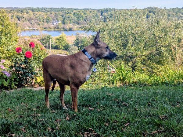 Geyran  Front Leg thumbnail 2