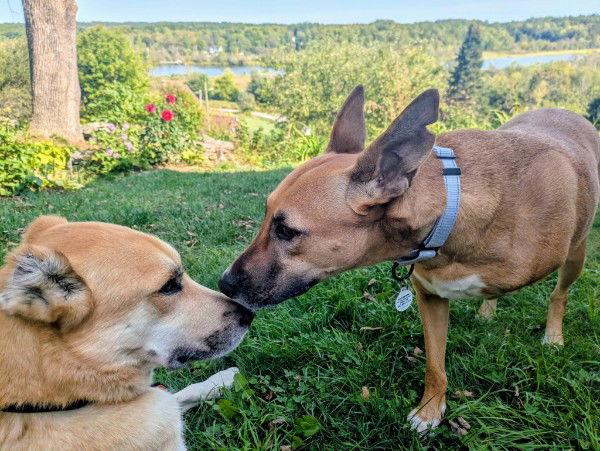 GEYRAN - Front Leg Amputee - $350, Adoptable, Adult Female German Shepherd Dog & Saluki.