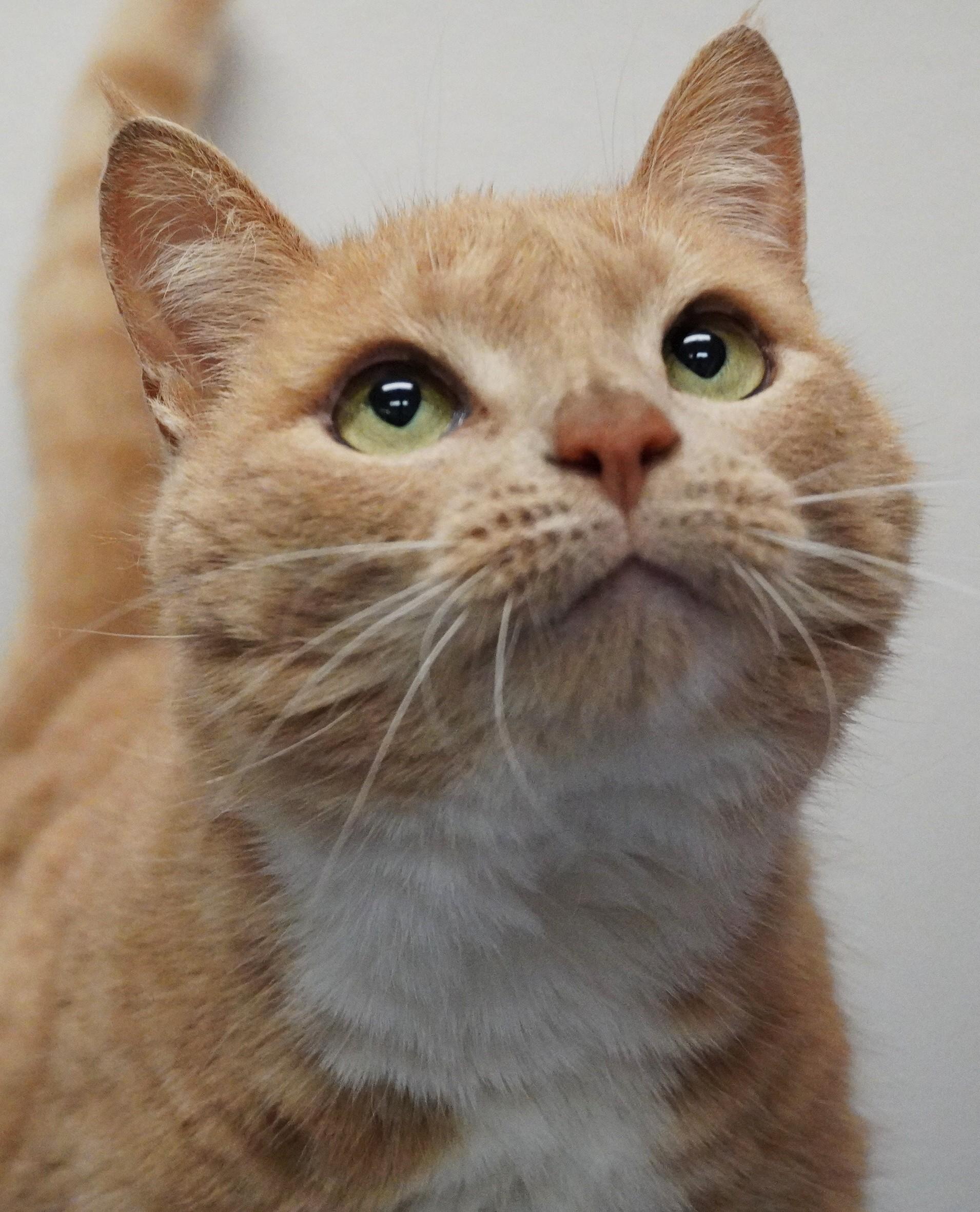 Chester, ADOPTABLE, Adult Male Domestic Short Hair.